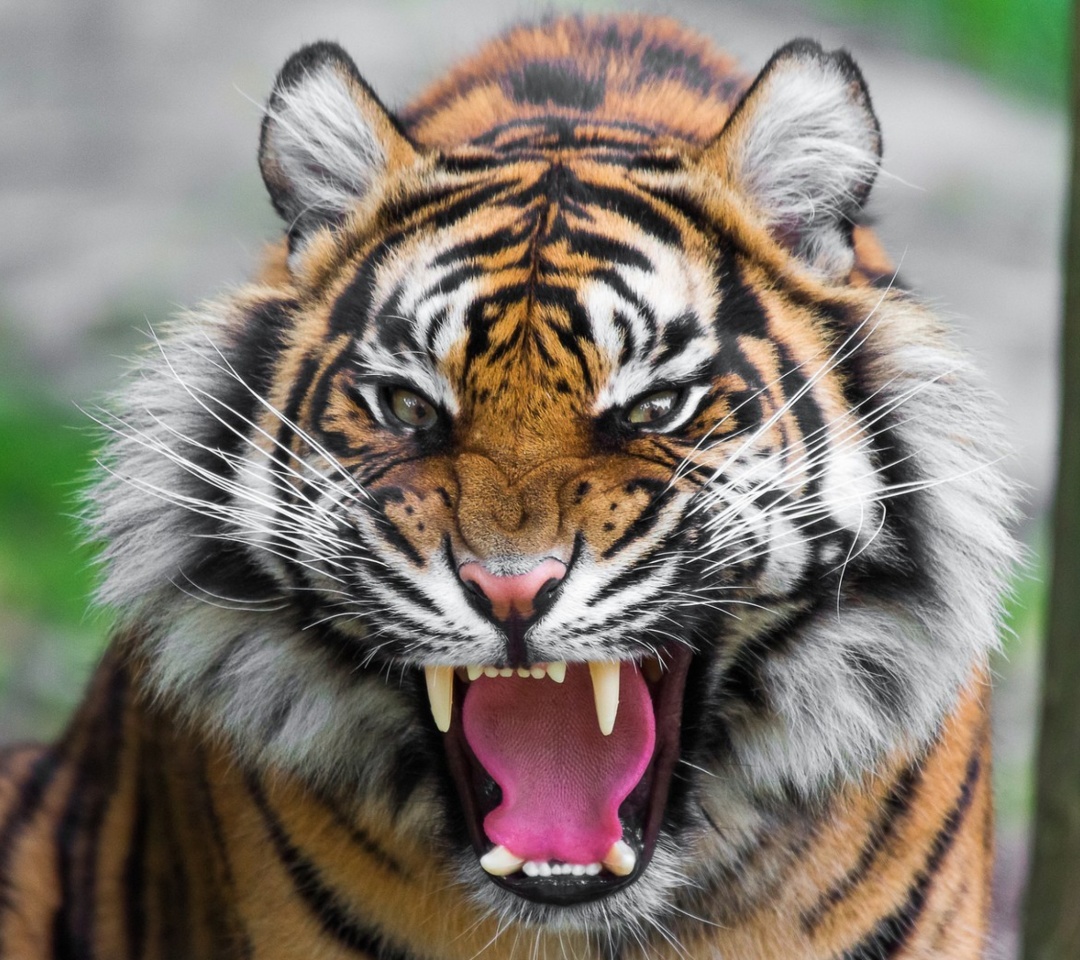 Sfondi Angry Tiger 1080x960