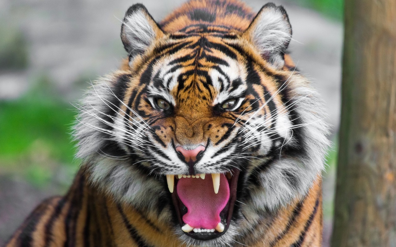 Angry Tiger wallpaper 1280x800