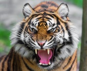 Angry Tiger wallpaper 176x144