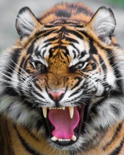 Angry Tiger wallpaper 176x220