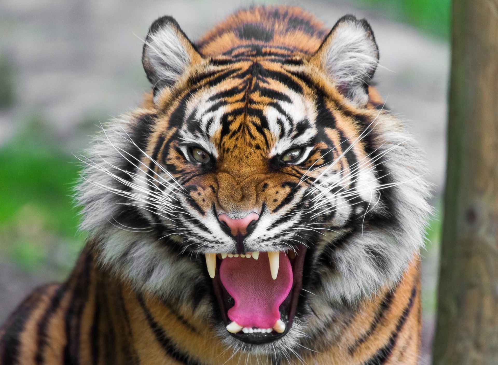 Fondo de pantalla Angry Tiger 1920x1408