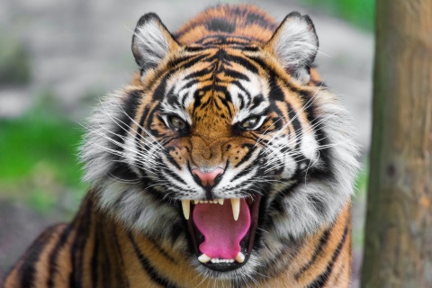 Das Angry Tiger Wallpaper 480x320