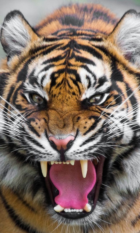 Fondo de pantalla Angry Tiger 480x800
