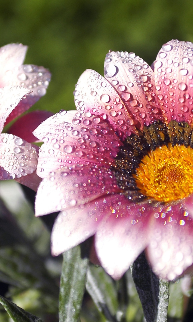 Das Morning Dew Wallpaper 768x1280