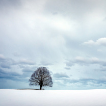 Обои Austria Winter Landscape 208x208