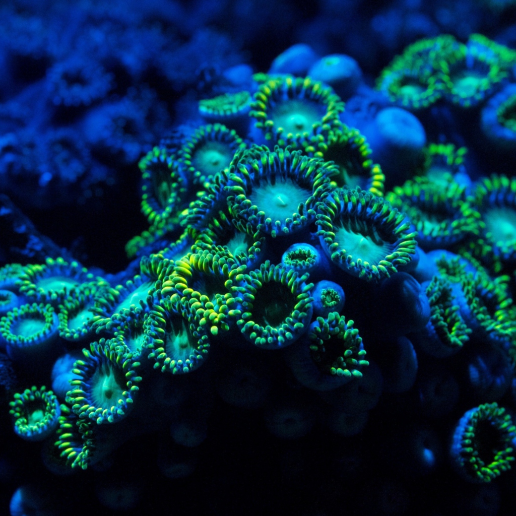 Fondo de pantalla Corals 1024x1024