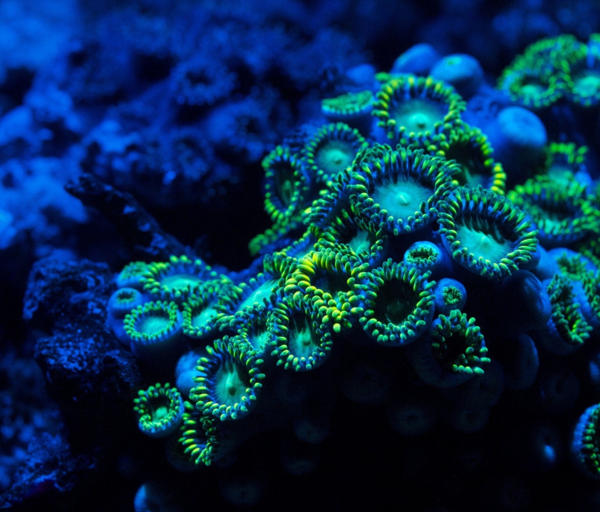 Sfondi Corals 1200x1024