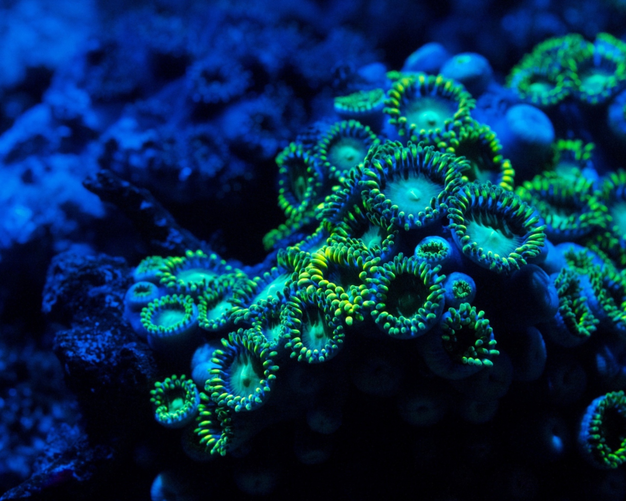 Corals wallpaper 1280x1024