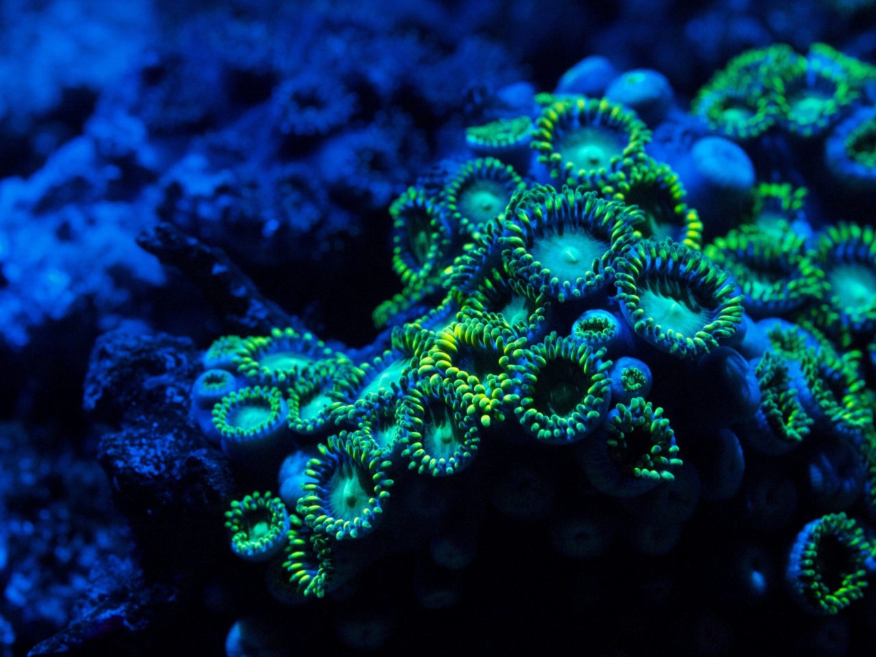 Corals wallpaper 1280x960