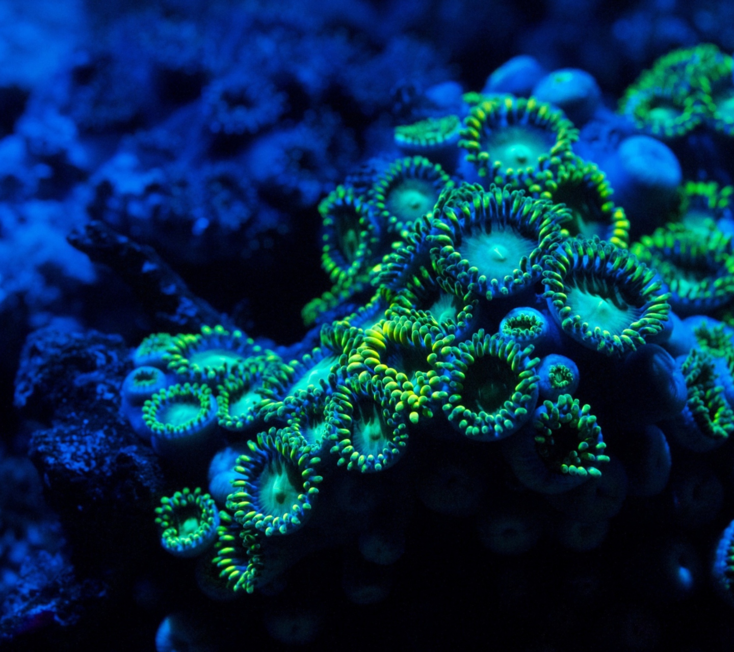 Corals wallpaper 1440x1280
