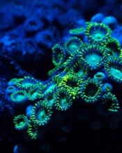 Fondo de pantalla Corals 176x220