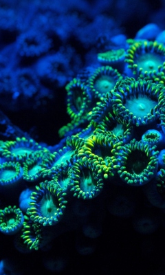 Обои Corals 240x400