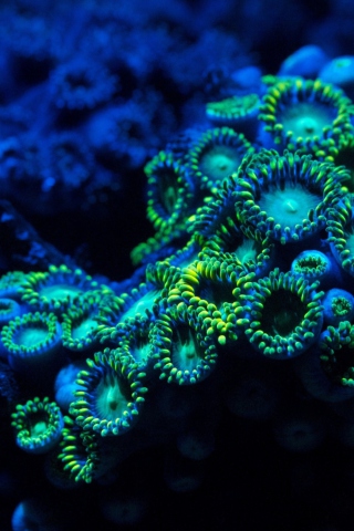 Screenshot №1 pro téma Corals 320x480