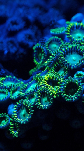 Fondo de pantalla Corals 360x640