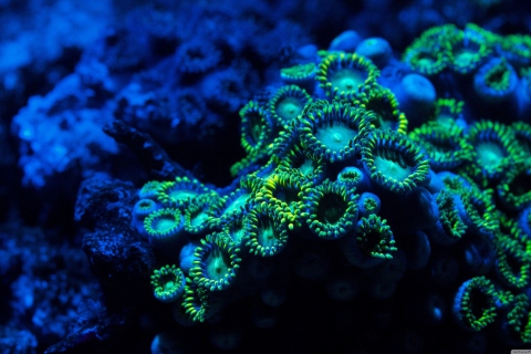 Fondo de pantalla Corals 480x320