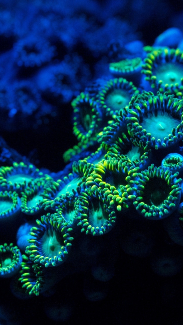 Das Corals Wallpaper 640x1136
