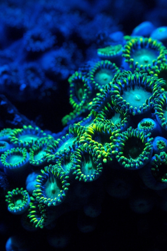 Corals wallpaper 640x960