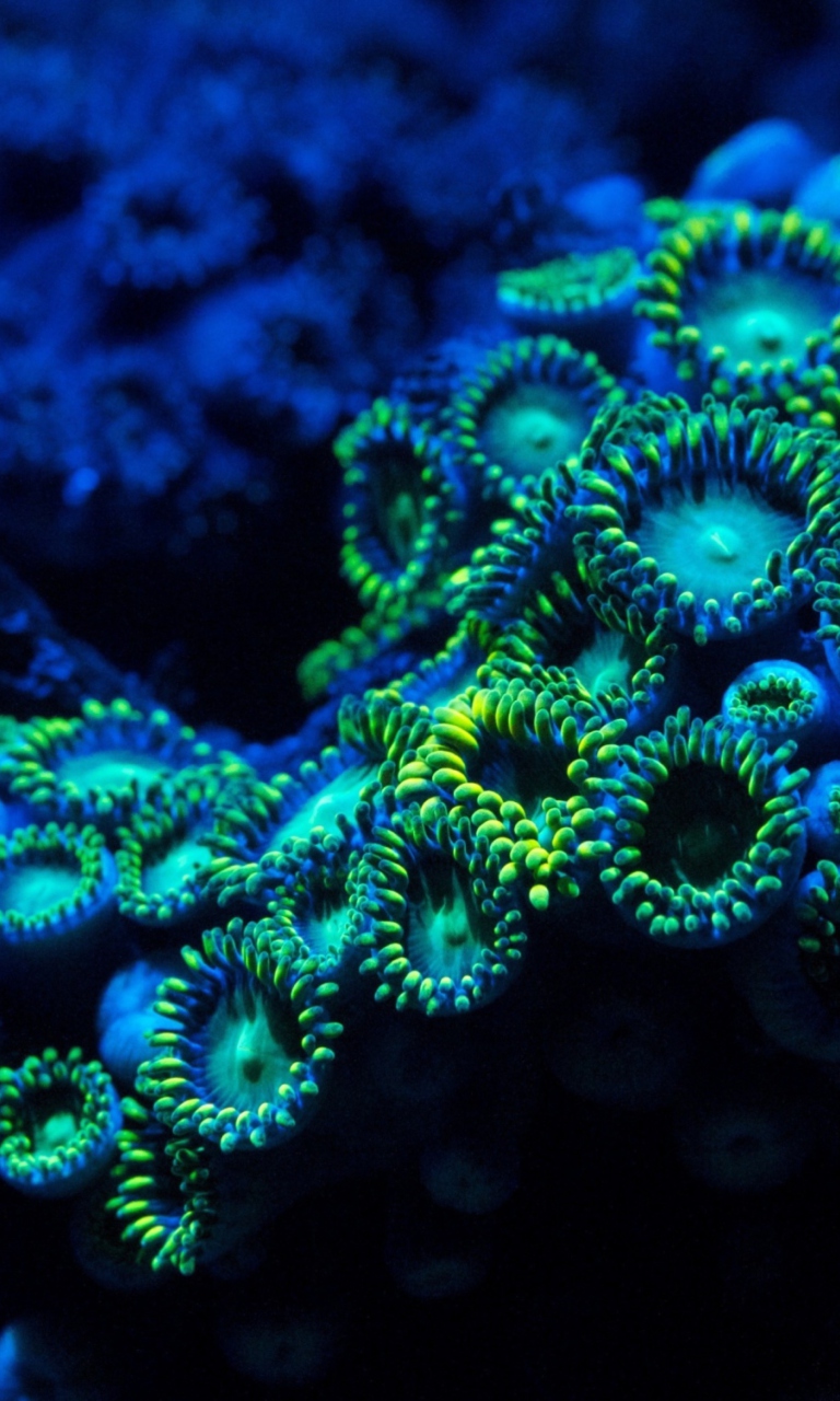 Corals screenshot #1 768x1280