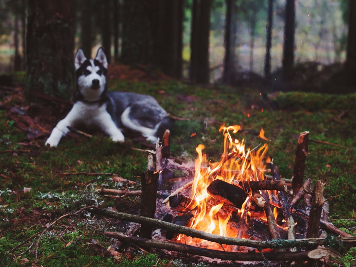 Husky dog and fire wallpaper 1152x864