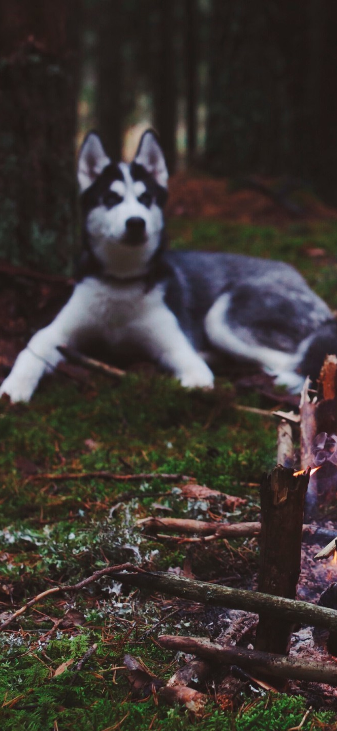 Husky dog and fire wallpaper 1170x2532