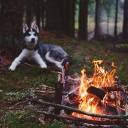 Sfondi Husky dog and fire 128x128