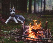 Husky dog and fire wallpaper 176x144