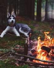 Husky dog and fire wallpaper 176x220