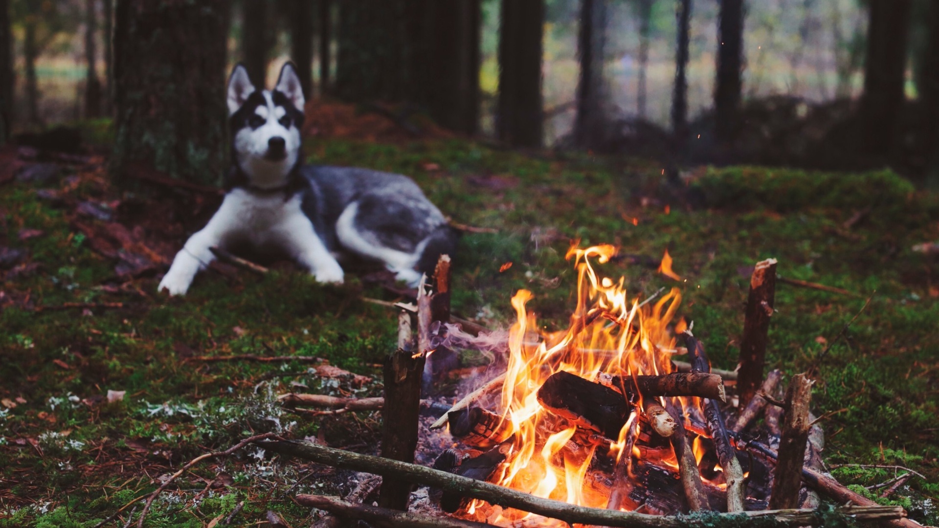 Husky dog and fire wallpaper 1920x1080