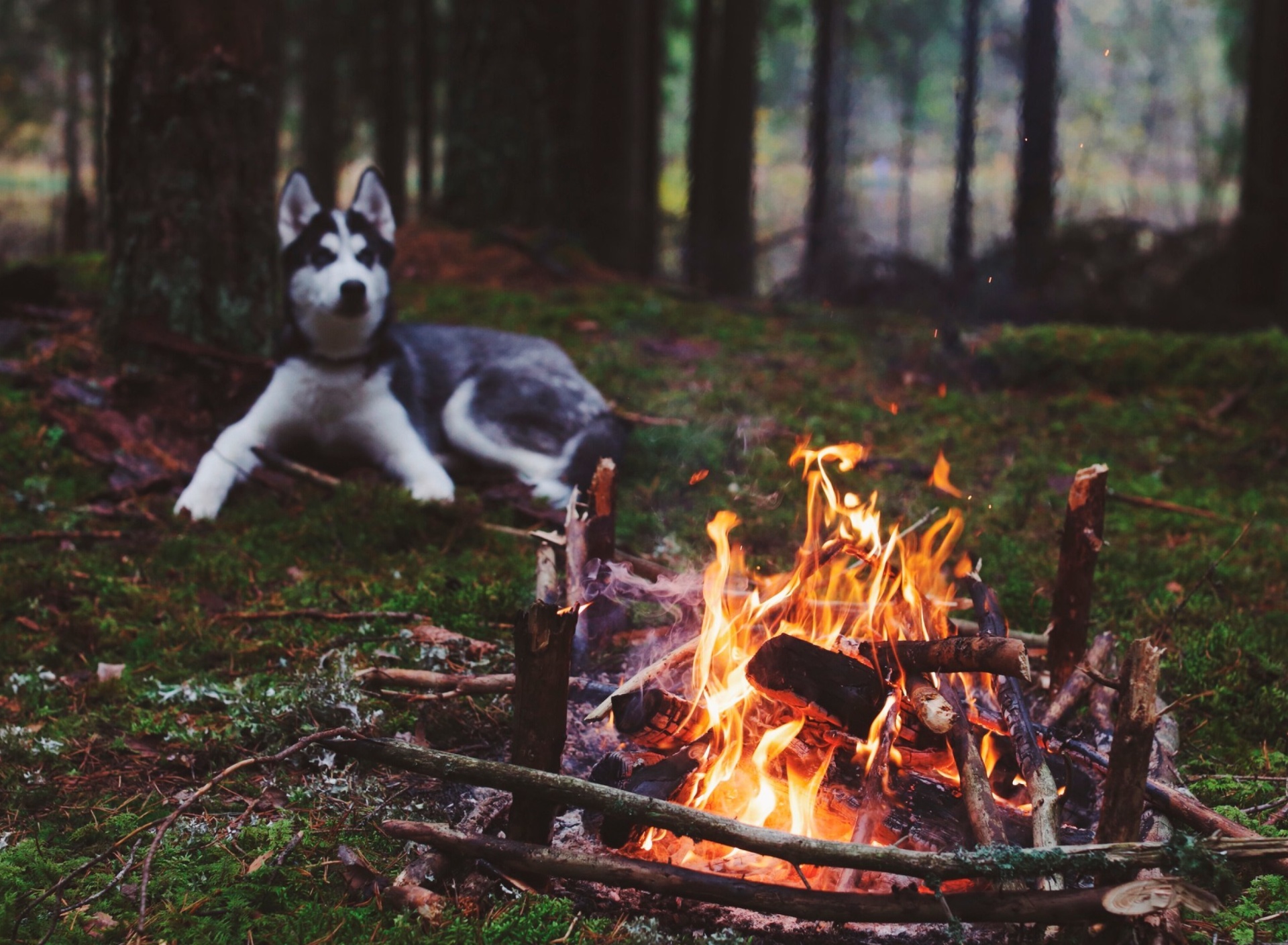 Husky dog and fire wallpaper 1920x1408