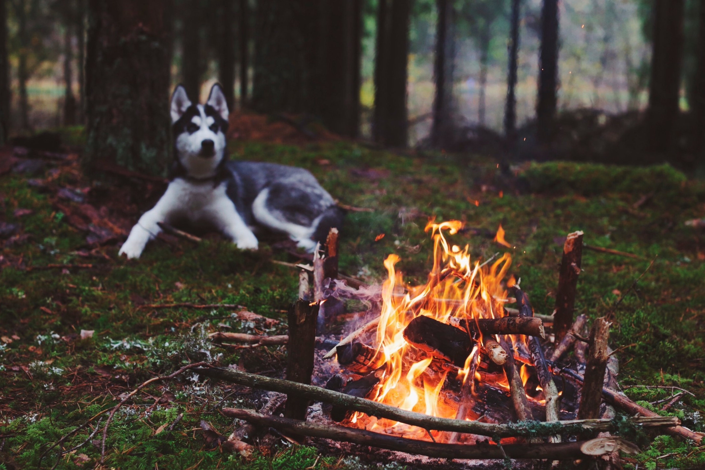 Das Husky dog and fire Wallpaper 2880x1920