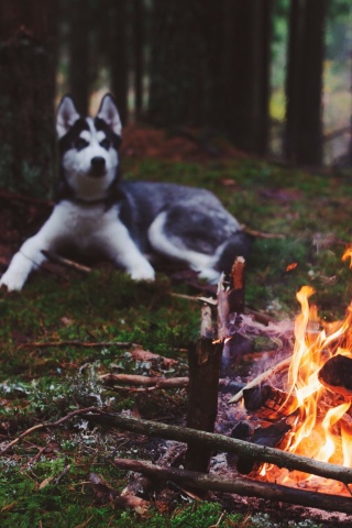 Husky dog and fire wallpaper 320x480