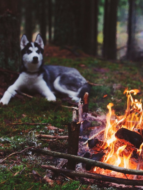 Husky dog and fire wallpaper 480x640
