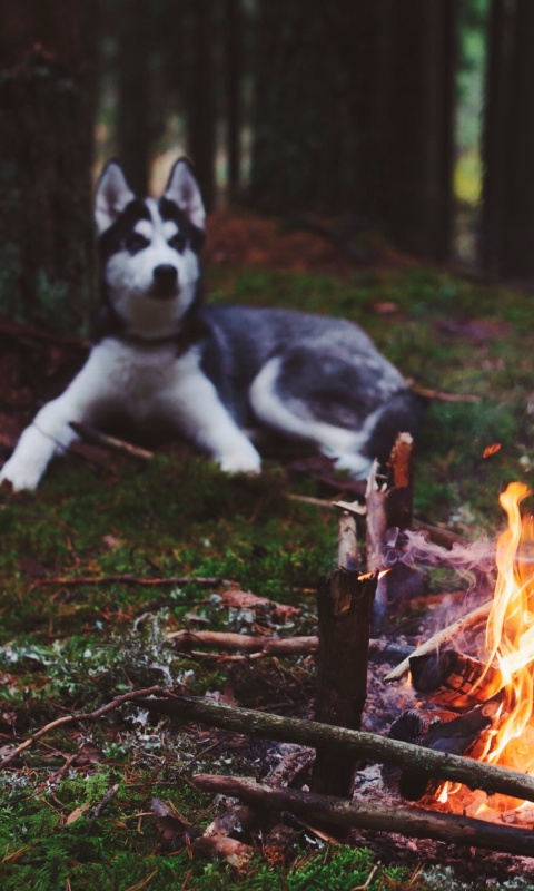 Husky dog and fire wallpaper 480x800