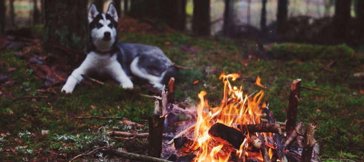 Husky dog and fire wallpaper 720x320