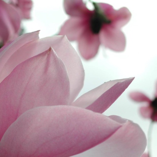 Spring Flowers sfondi gratuiti per iPad mini 2