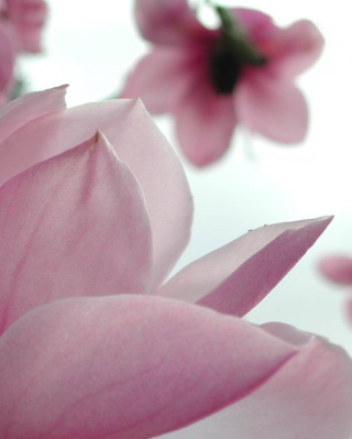 Spring Flowers - Obrázkek zdarma pro iPhone 4