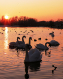 Fondo de pantalla Swans On Lake At Sunset 128x160