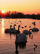 Swans On Lake At Sunset wallpaper 132x176