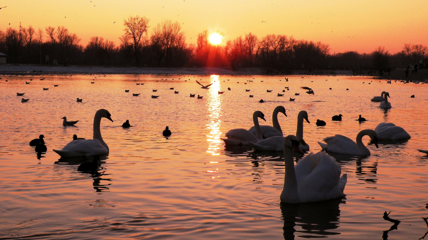 Swans On Lake At Sunset wallpaper 1366x768