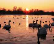 Swans On Lake At Sunset wallpaper 176x144