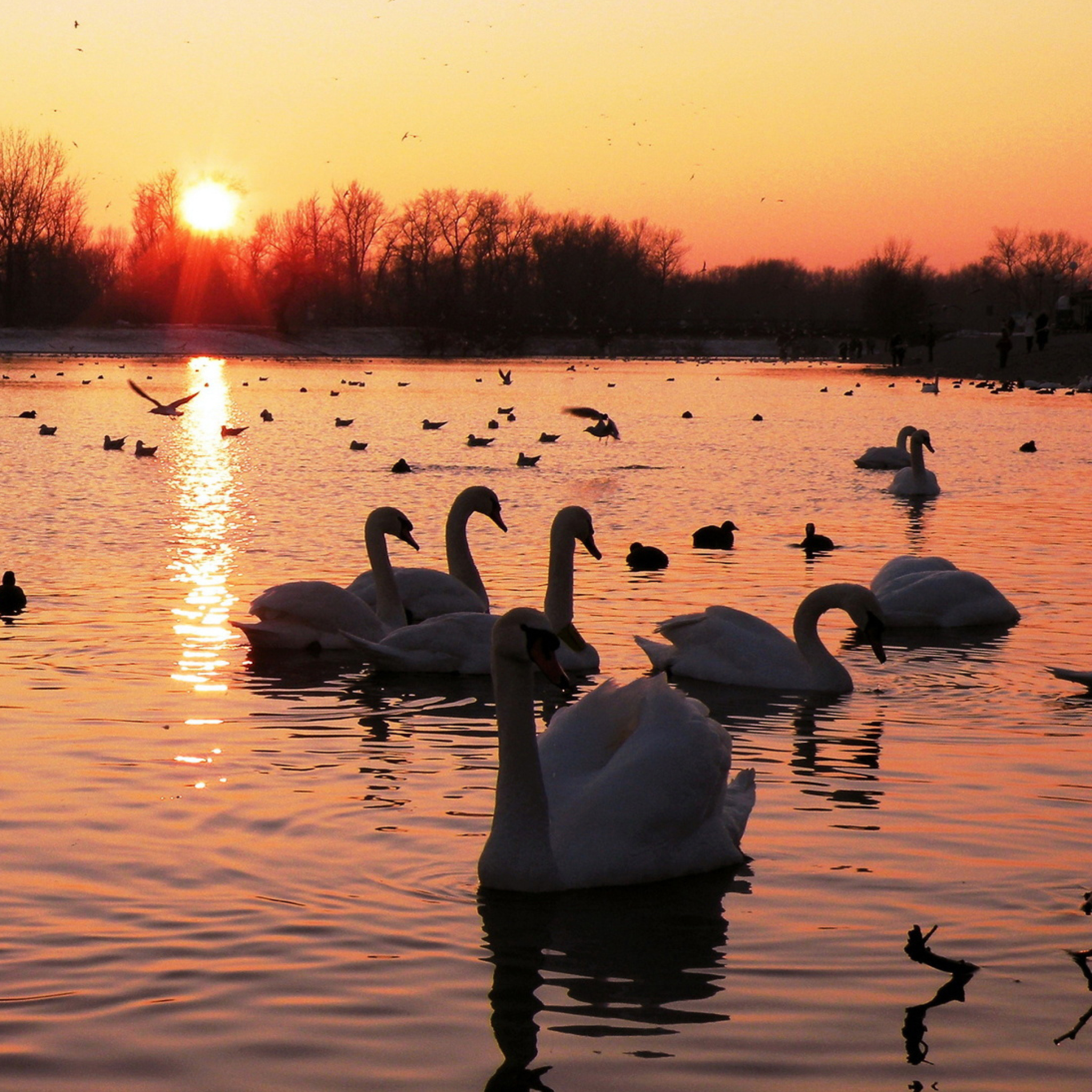 Das Swans On Lake At Sunset Wallpaper 2048x2048