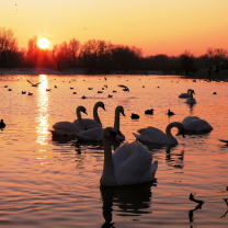 Fondo de pantalla Swans On Lake At Sunset 208x208