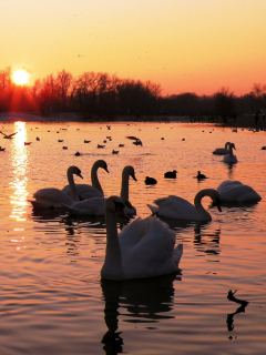 Das Swans On Lake At Sunset Wallpaper 240x320