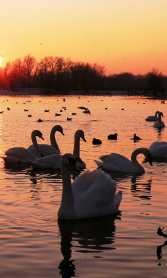 Fondo de pantalla Swans On Lake At Sunset 240x400