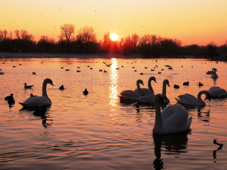 Swans On Lake At Sunset wallpaper 320x240