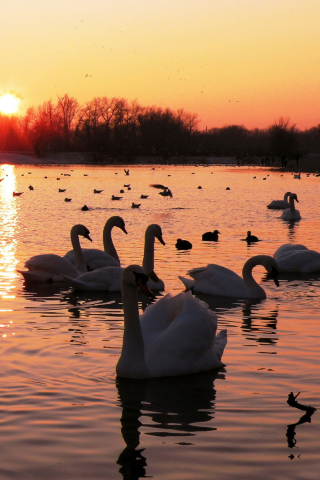 Das Swans On Lake At Sunset Wallpaper 320x480