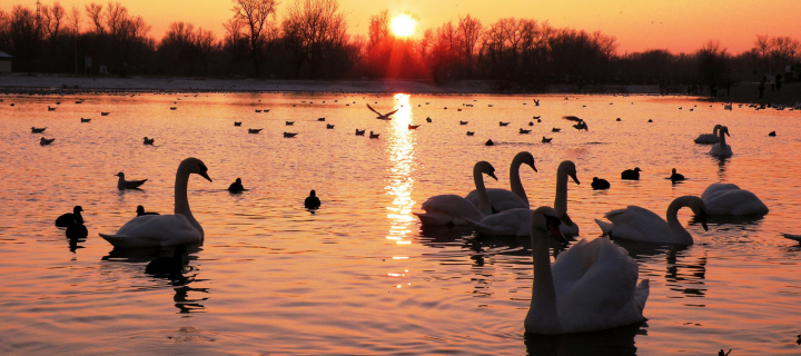 Das Swans On Lake At Sunset Wallpaper 720x320