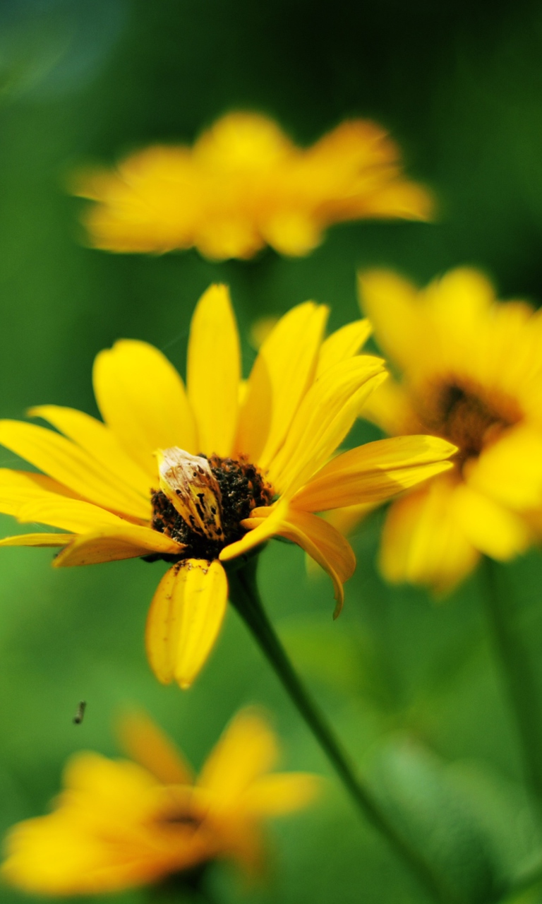 Fondo de pantalla Summer Flowers 768x1280