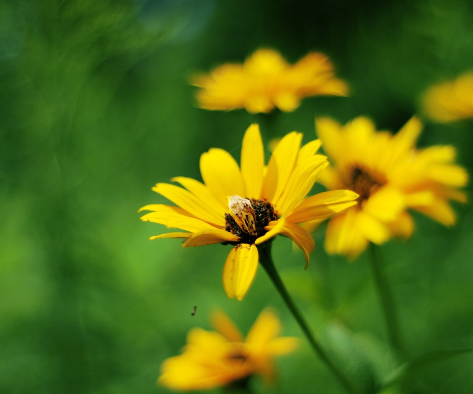 Summer Flowers screenshot #1 960x800