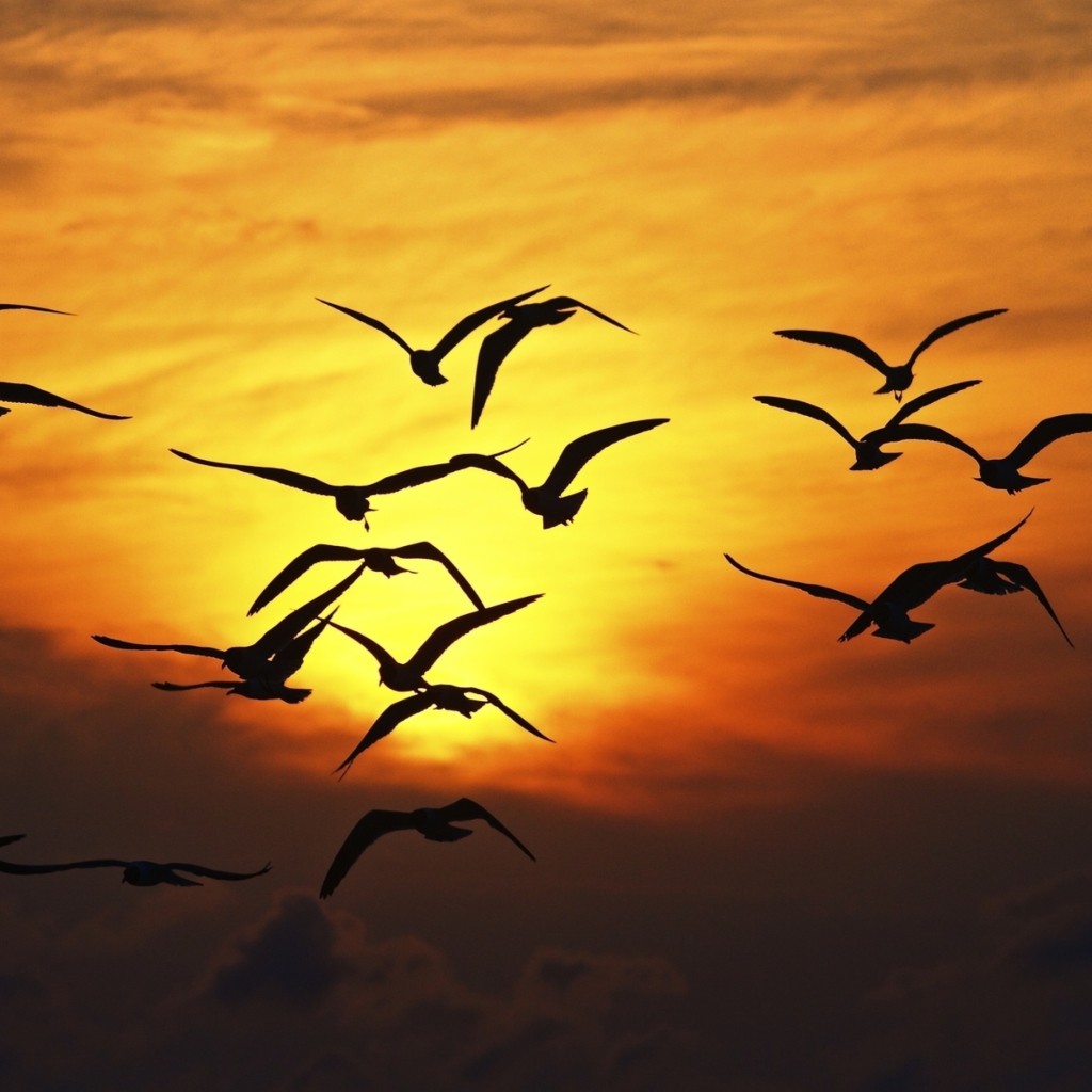 Sfondi Birds Silhouettes At Sunset 1024x1024